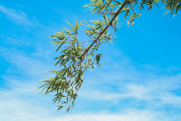 green leaves against blue sky