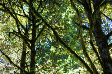 Massive redwood trees in one of the forests of Redwood National Park in northern California.
