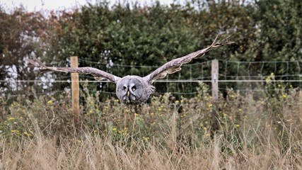Fototapeta premium A Great Grey Owl in Flight