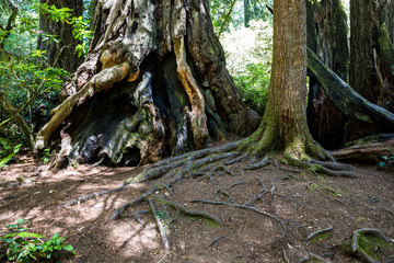 Massive redwood trees in one of the forests of Redwood National Park in northern California.