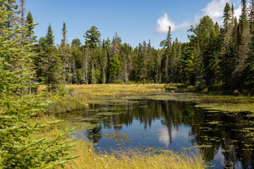 Fototapeta na wymiar Beautiful Canadian lake landscape along Mizzy Lake Trail in Algonquin Provincial Park