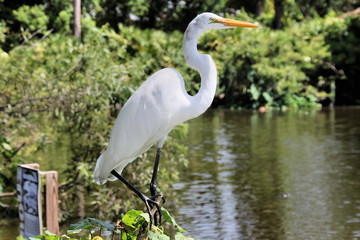A close up of a Great White Egret