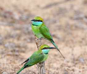 green bee-eater