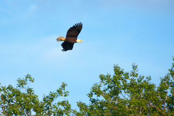 eagle in flight
