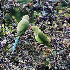 A view of a Green Parakeet