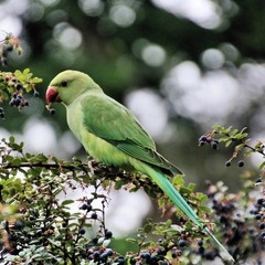 A view of a Green Parakeet