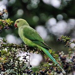 A view of a Green Parakeet