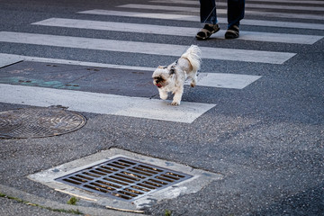 Homme qui traverse la rue sur les passages piétons avec son petit chien shih tzu