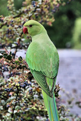 A view of a Green Parakeet