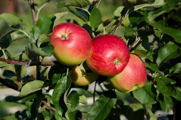 Red apples on a tree branch
