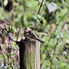 bird on a fence