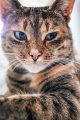 Katze