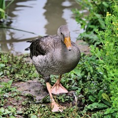 A picture of a Greylag Goose