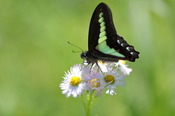 ハルジオンの花の蜜を吸うアオスジアゲハ