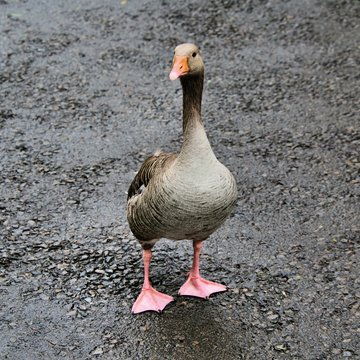 A picture of a Greylag Goose