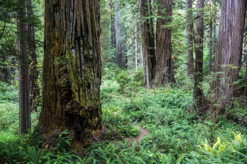 Massive redwood trees in one of the forests of Redwood National Park in northern California.