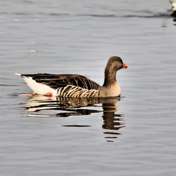 A picture of a Greylag Goose