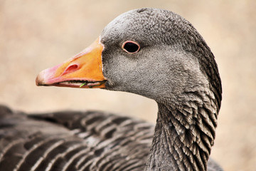 A picture of a Greylag Goose