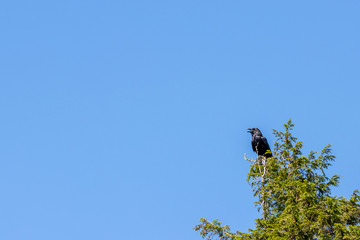 Large common raven perched in top of green tree against blue skies 