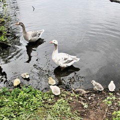 A close up of some Geese with Goslings