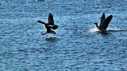 A view of a Greylag Goose