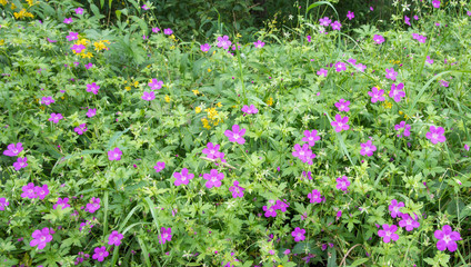 Fototapeta premium field of purple flowers