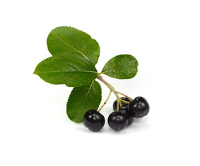 Chokeberry with green leaves isolated on white background. Black aronia. Branch of black chokeberry (Aronia melanocarpa) with green leaves isolated on white background. 