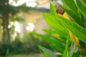 Heliconia spp leaves in the garden, leave some empty space.