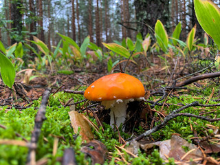 A poisonous and hallucinogenic mushroom fly agaric in the moss on the background of an autumn forest. Red mushroom with white spots in its natural habitat.