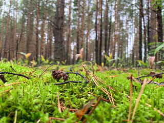 Green moss on the background of the forest. Pine cone with dry leaves on the moss. Beautiful green moss on the floor, moss close-up, beautiful background of moss.