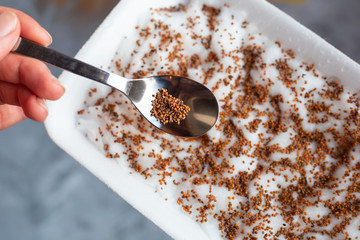 Micro green planting process. Woman's hand holding a spoon with alfalfa (lucerne) seeds and planting on cotton wool in a gray tray on a light gray background. Selective focus. Healthy food concept