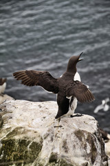 A close up of a Guillemot