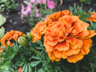 Blooming marigolds in the garden. Blooming bright orange, yellow, lush, beautiful flowers in August. Garden flowers of Tagetes.