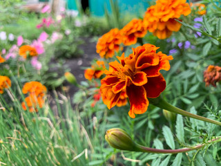 Blooming marigolds in the garden. Blooming bright orange, yellow, lush, beautiful flowers in August. Garden flowers of Tagetes.