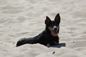 lying old dog on the sand at the beach