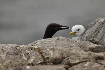 A close up of a Guillemot