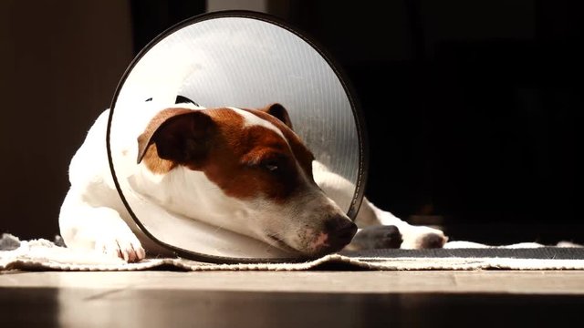 Sad dog in a protective collar is lying on the floor