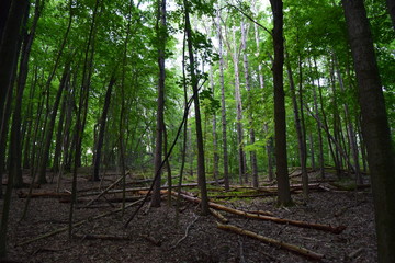Fototapeta premium Forest landscape with tall green trees and broken tree trunks
