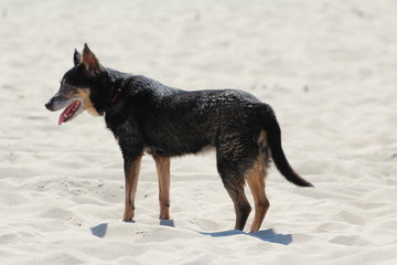 old little black dog on the beach © Paulina