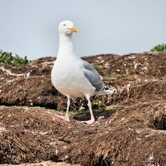 seagull on a rock