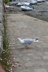 seagull on the beach eating bread 