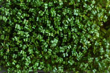 Fototapeta na wymiar Micro green sprouts of mustard grows on the windowsill. Home garden and healthy lifestyle concept, vegan. Selective focus. Close up
