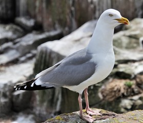 black headed gull
