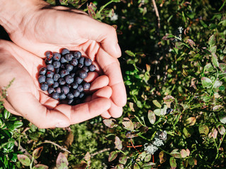 Closeup of blueberries in man's hands in forest