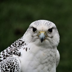 A close up of a Gyr Falcon