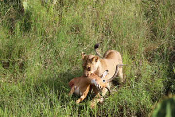 africa safari lion hunting prey