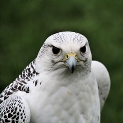 A close up of a Gyr Falcon