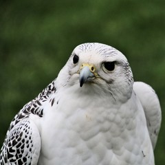 A close up of a Gyr Falcon
