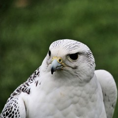 A close up of a Gyr Falcon