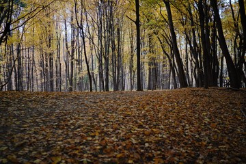 autumn trees in the park